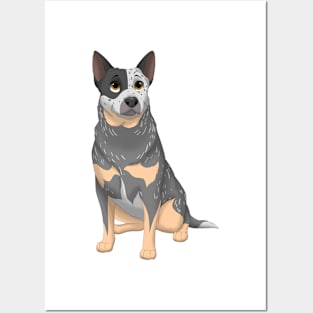 Blue Australian Cattle Dog Posters and Art